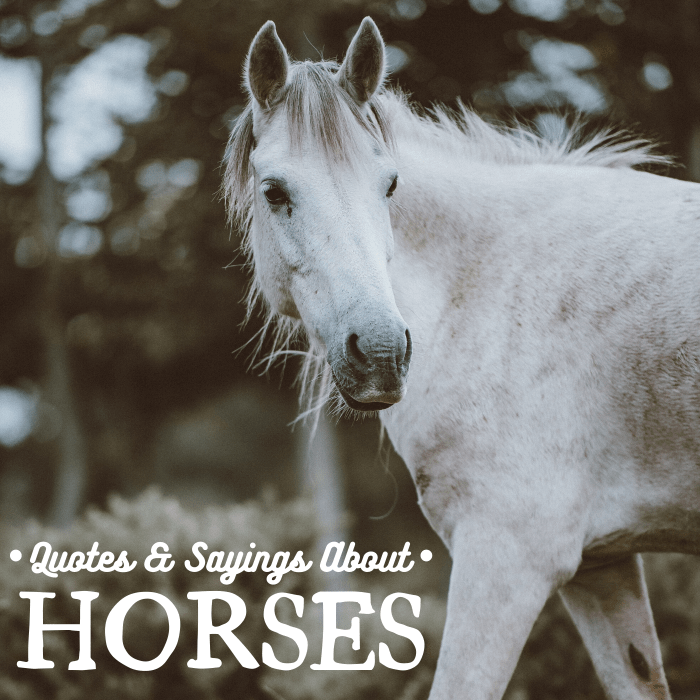 Horses have been companions to humankind for millennia—these quotes are all about their importance in our lives.