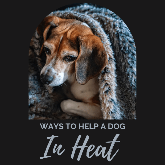 How can you help a dog in heat?