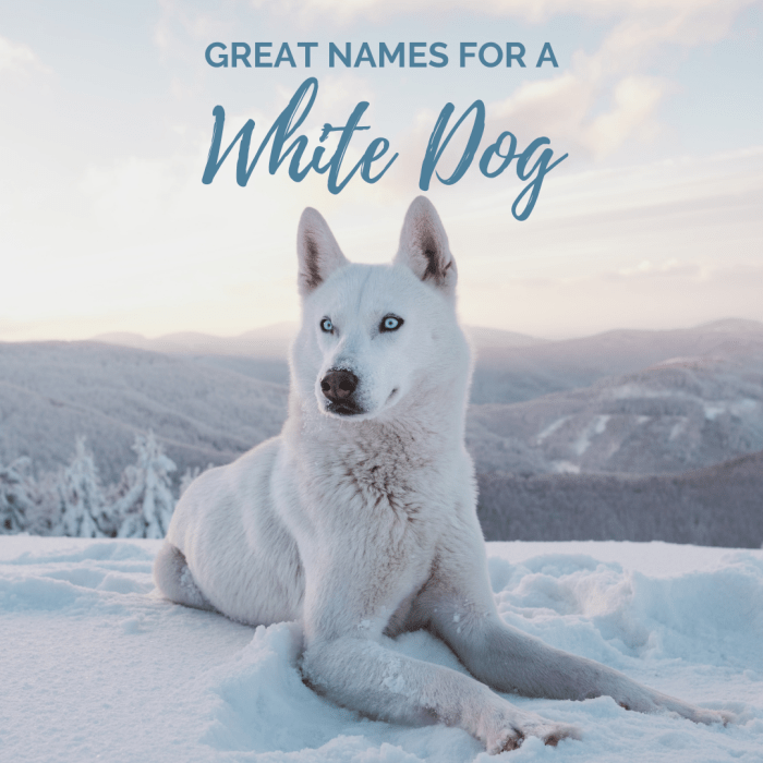 40 Best White Dog Names for a Cute Puppy (From Albus to Whitey