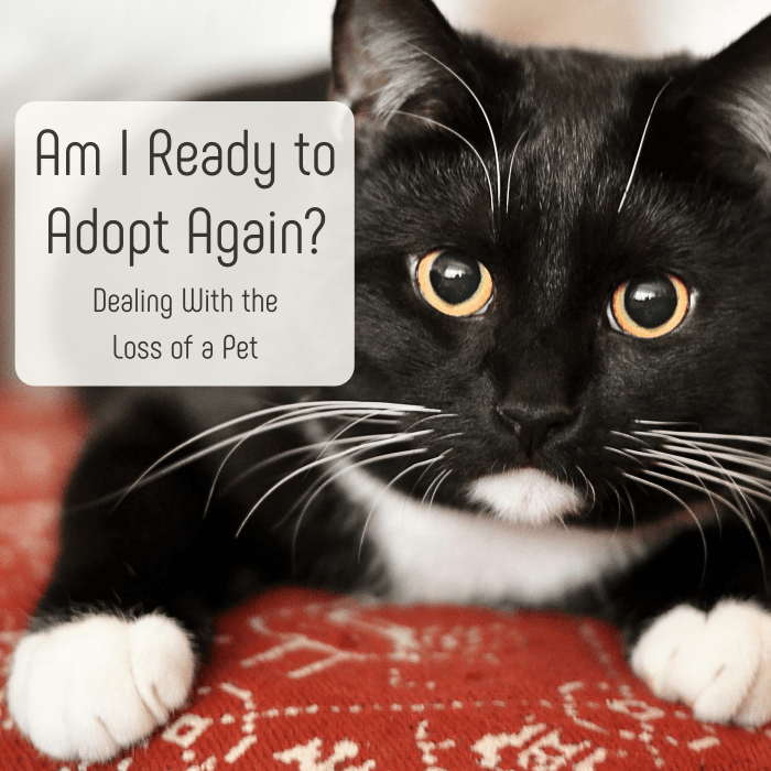 Get advice on how to determine if you're ready for a new pet after one of your pets has passed away.