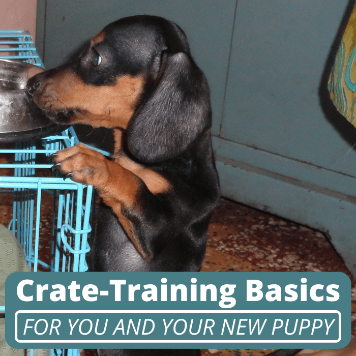 Crate training your puppy as soon as possible could spare them from unnecessary stress and anxiety down the line.