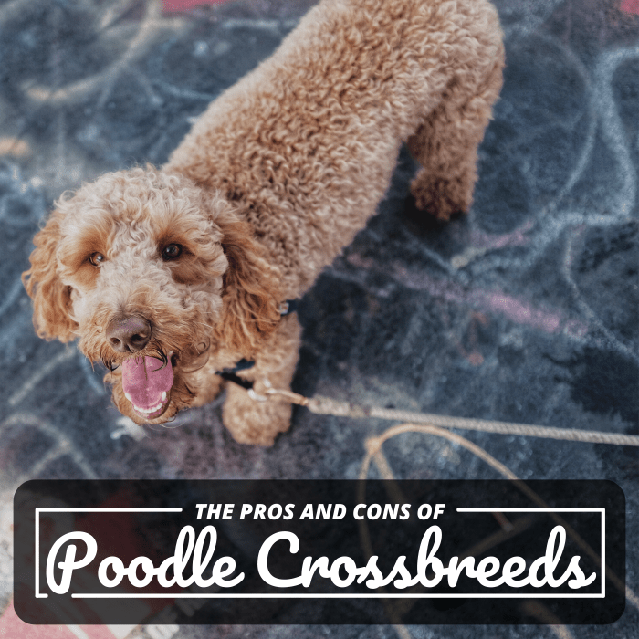 Many people rush into getting a poodle mix because they want a dog that doesn't shed much, but some of these breeds also have negative characteristics most folks don't know about.