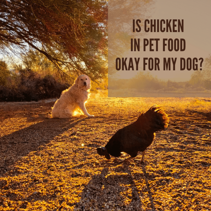 Dog Foods Without Chicken Byproducts PetHelpful
