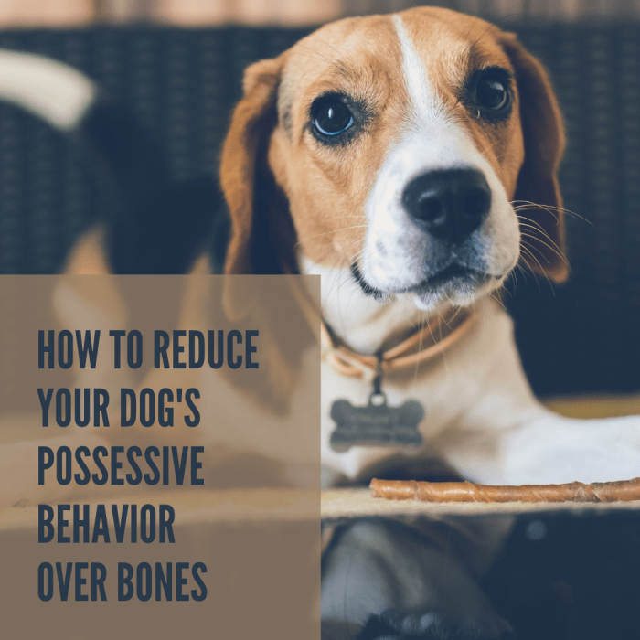 Behavior Training How to Keep a Dog From Being Possessive Over Bones