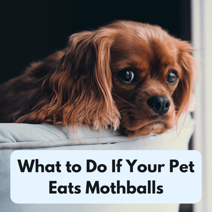 If you suspect that your pet has ingested a mothball, learn how to identify the symptoms and seek professional treatment.