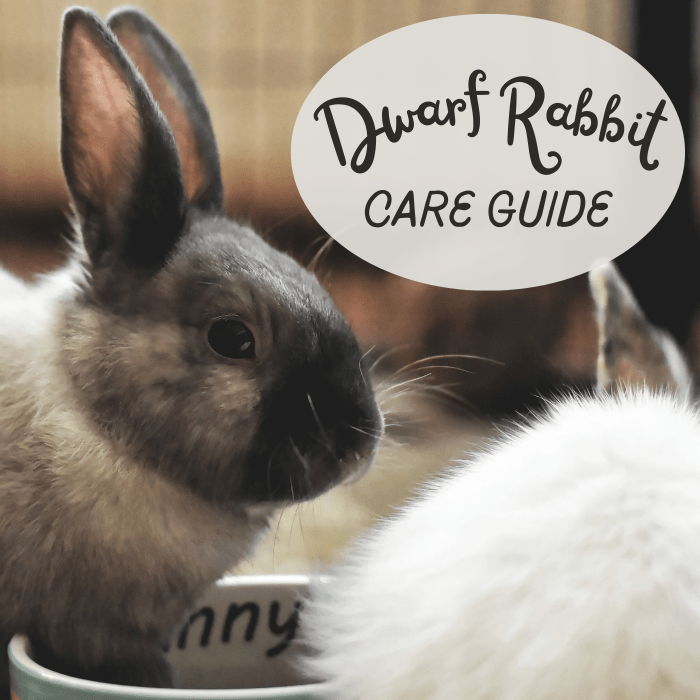 Learn everything you need to know about keeping dwarf rabbits!