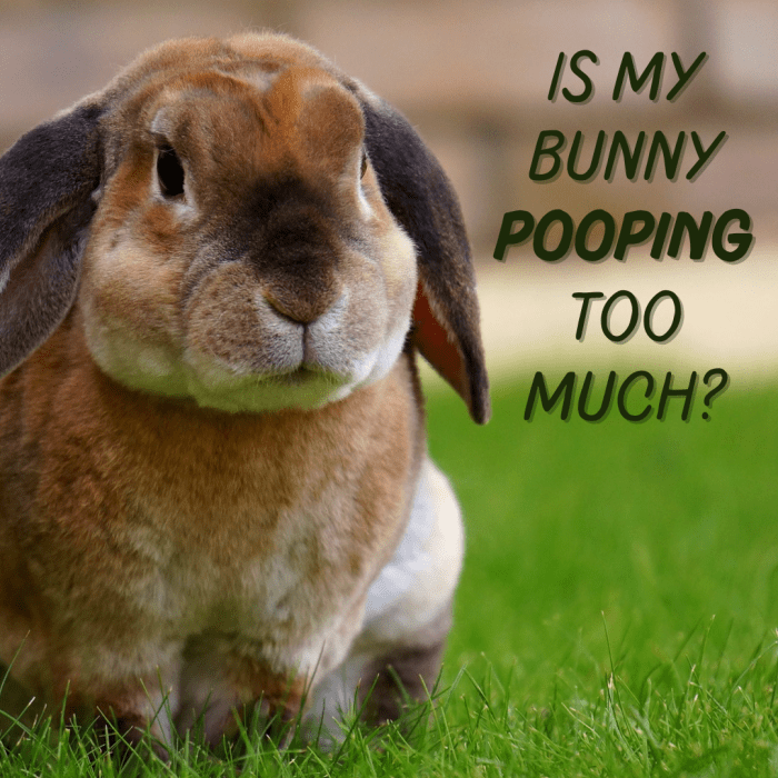 Why Does My Bunny Poop so Much? PetHelpful