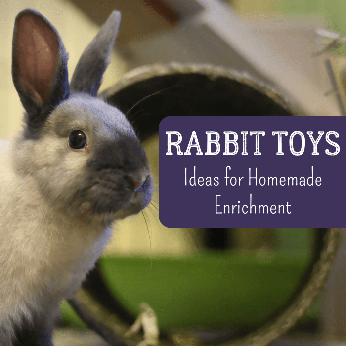 Get lots of ideas for fun, safe toys that you can make for your rabbit, like tunnels!