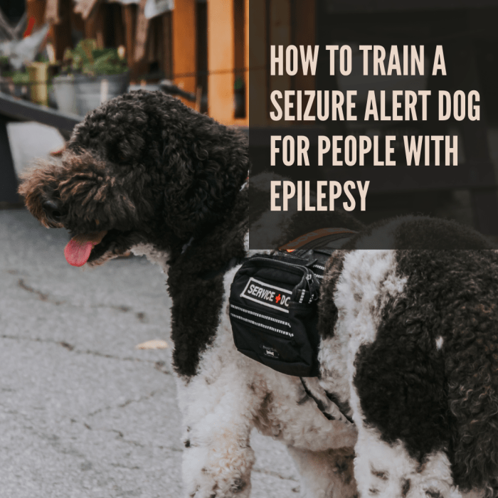 How an Epileptic Can Train a Seizure Alert Dog - PetHelpful