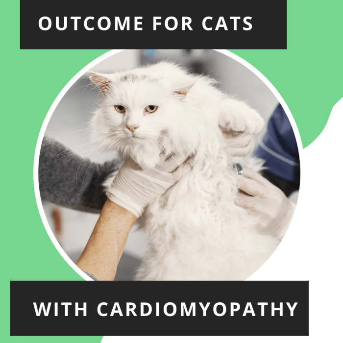 Signs and Causes of Heart Disease in Cats HubPages
