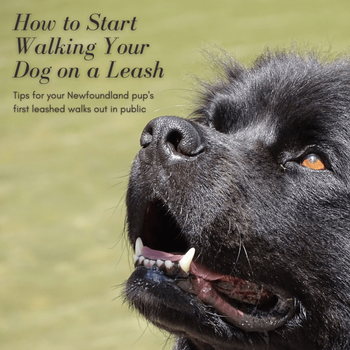 This article will provide you some guidance on how to best introduce your dog to leashed walks in public.