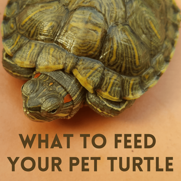 What Do Pet Turtles Eat? - PetHelpful