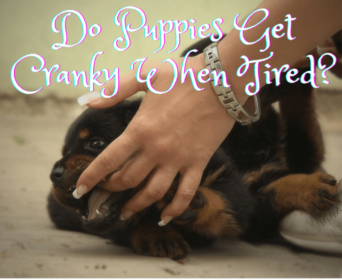 Yes, puppies get barky, nippy and jumpy when tired.