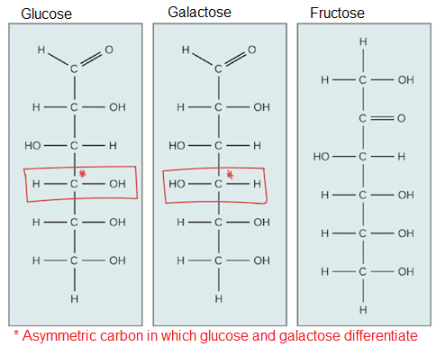 Glucose and galactose are stereoisomers, which means, their atoms are linked in the same order, but they have a different organization around one carbon. This difference is enough for the enzymes to be able to distinguish between them.