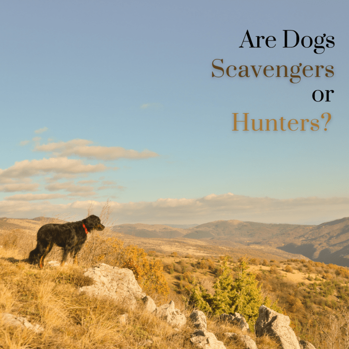 This article will take a look at the debate between whether domesticated dogs are predominantly scavengers or hunters.
