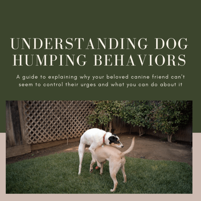 This guide will help you get a better understanding of why your dog may be repeatedly humping other dogs and what you can do about it.