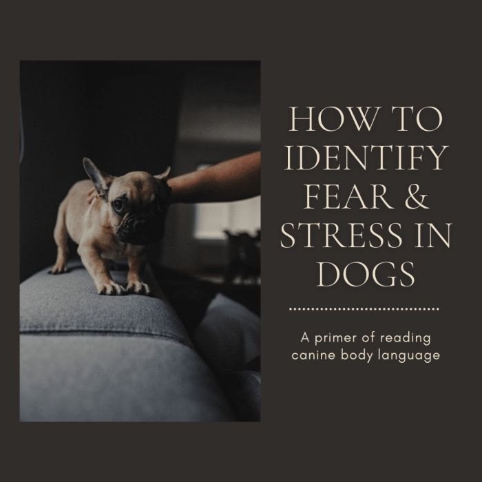 This article will provide information on how to read canine body language to help determine if a dog is scared or stressed.