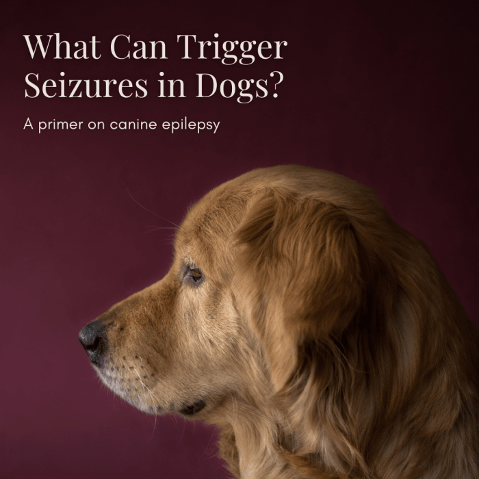 This article will provide a wealth of information on canine epilepsy, including what factors contribute to the possibility of seizures and how you can best care for your epileptic pup.