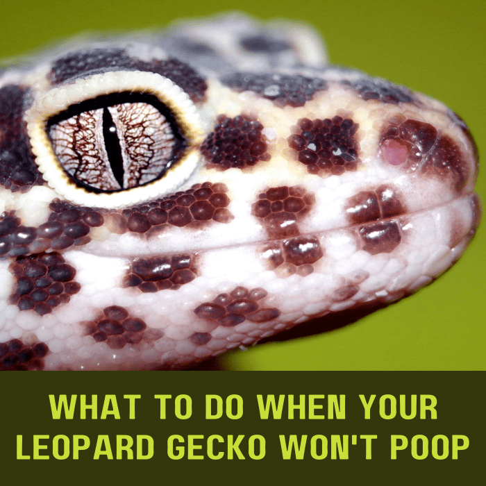 Discover some of the possible reasons behind your gecko's lack of bowel movement, as well as what to do about it.