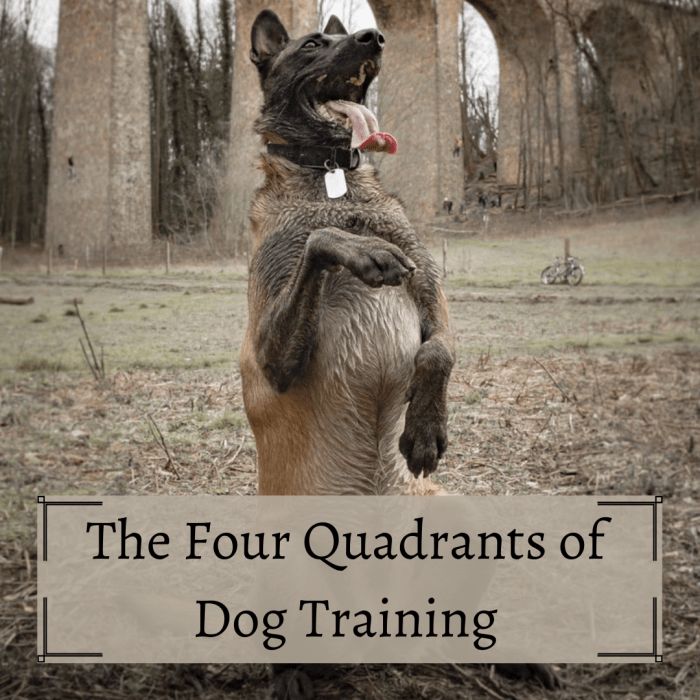 You don't need to be a certified dog trainer to learn the dynamics of training—all it takes is an understanding of how dogs react to their surroundings and how their environment affects them.