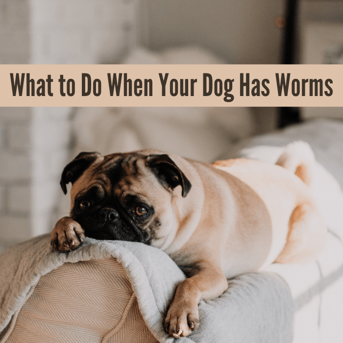 My Dog Has Worms, What Do I Do? PetHelpful