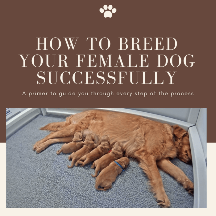 How to Breed Your Female Dog Successfully PetHelpful