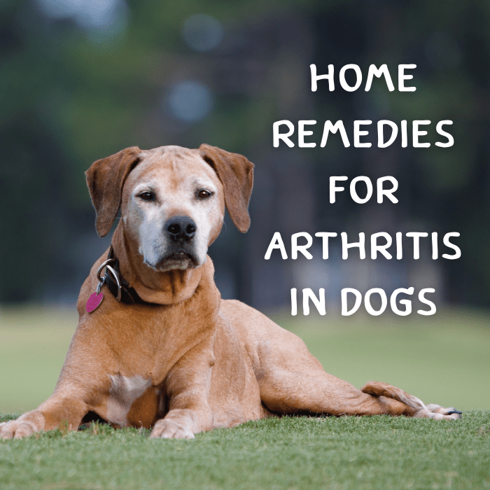 Arthritis in Dogs Natural Home Remedies for Joint Pain