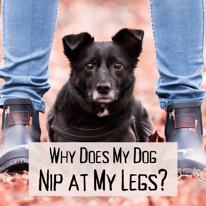 How to Stop a Dog From Nipping at Ankles and Pant Legs PetHelpful