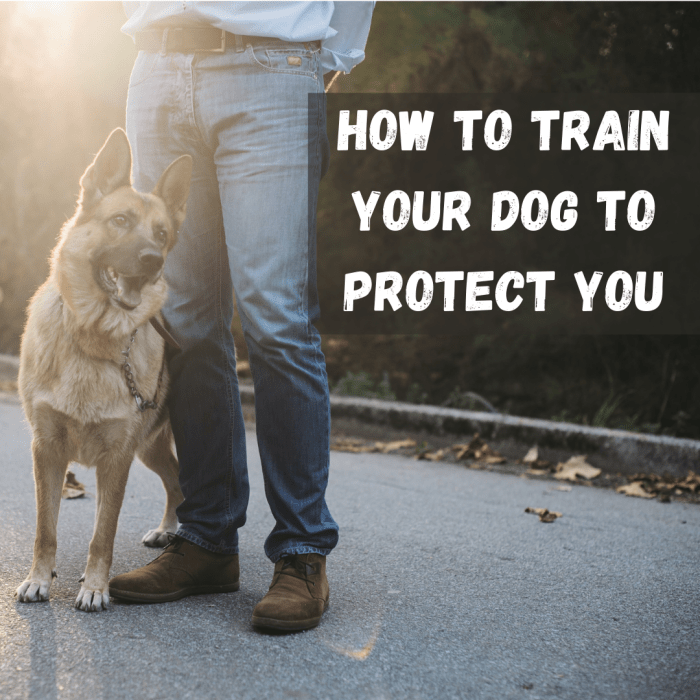 If you want a dog that's going to protect you rather than simply be your pal, here are five critical training tips.