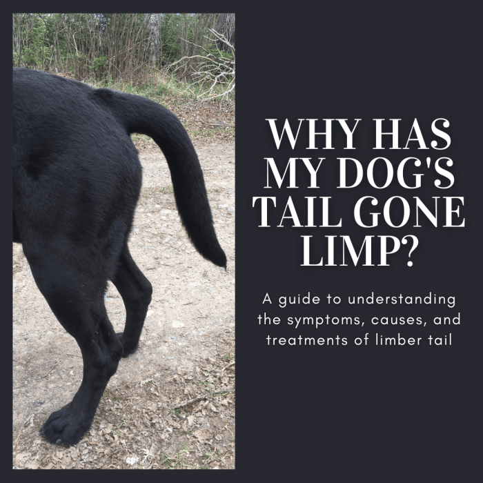This article will break down the symptoms, causes, and treatments of the condition known as limber tail, also known as limp tail, cold tail, and broken wag.