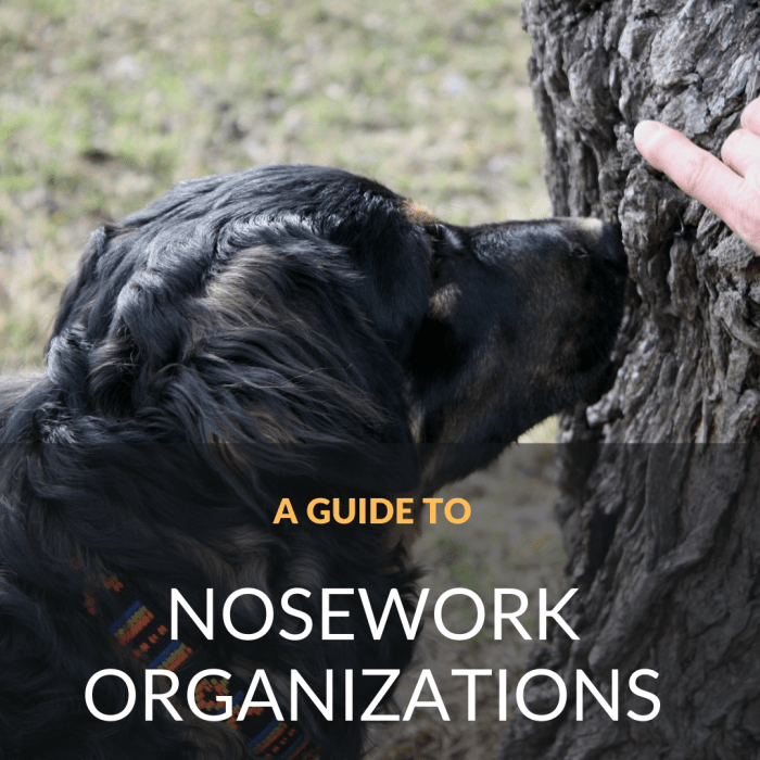 Here's a guide to some of the more well-known canine nosework organizations in addition to a run-down of the types of training/trial environments.