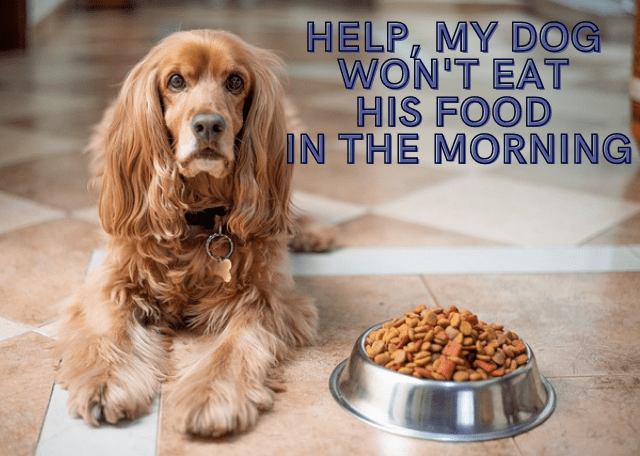 help-my-dog-wont-eat-food-in-the-morning