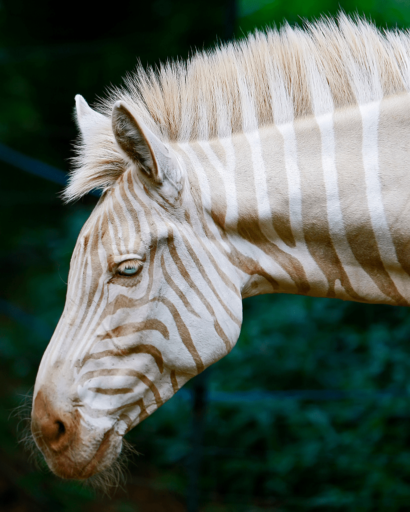 La zebra zoe dorada, espectacularmente bella