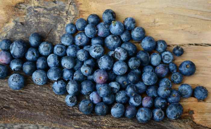 how to care for blueberry bushes
