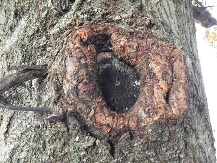 Why and When You Should Remove Tree Limbs Dengarden