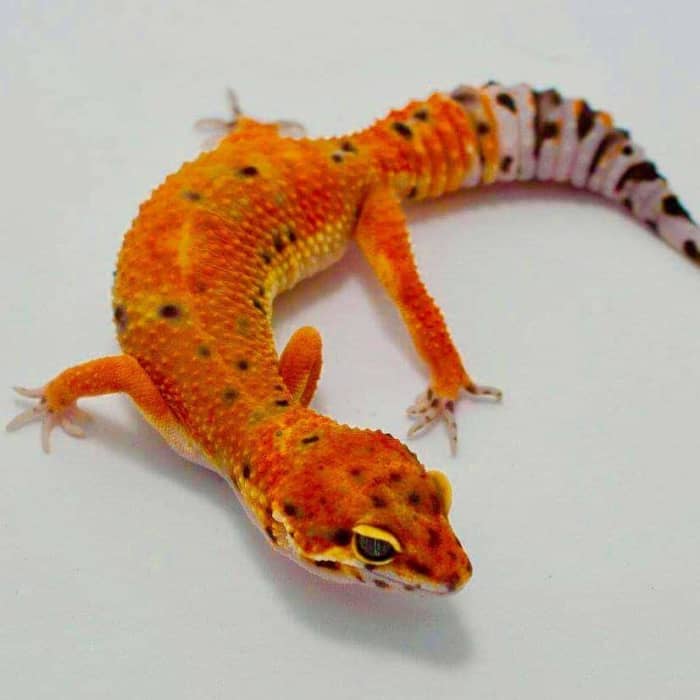 A Beginner's Guide to Owning/Caring for a Leopard Gecko - PetHelpful