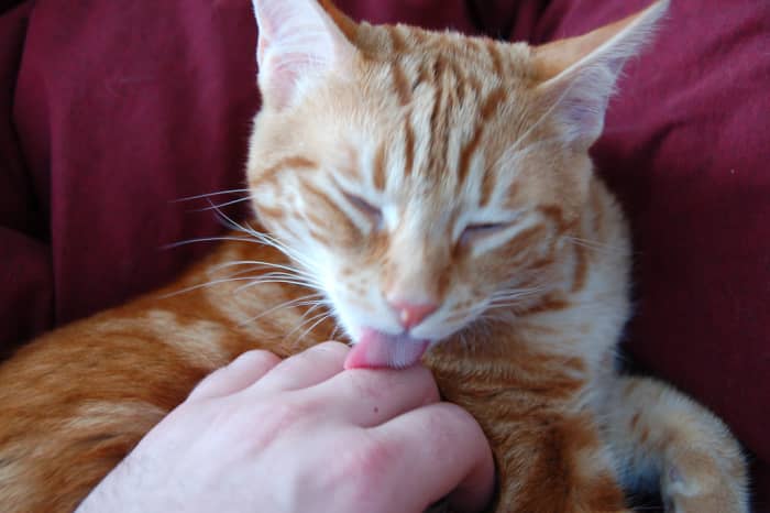 Kitties love to lick! There are many possible reasons why they may be doing this.