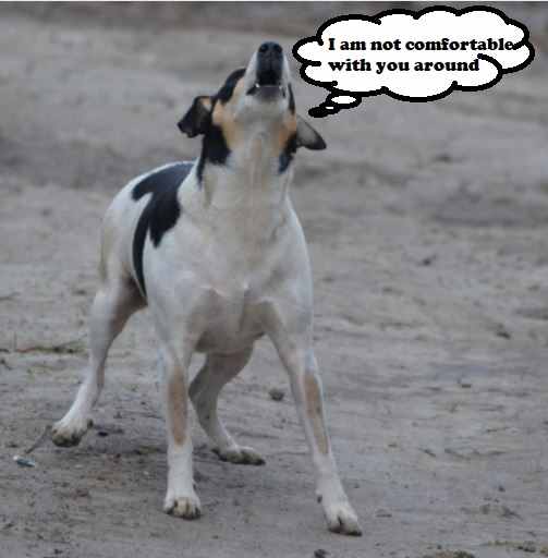 11 Different Types of Dog Barking (With Translations) PetHelpful