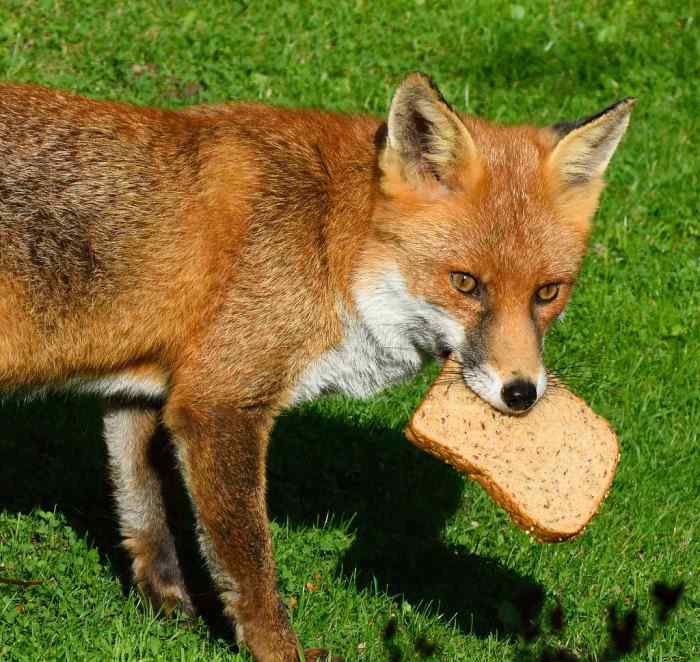 Every Pet Fox "Breed" and How to Care for Them PetHelpful