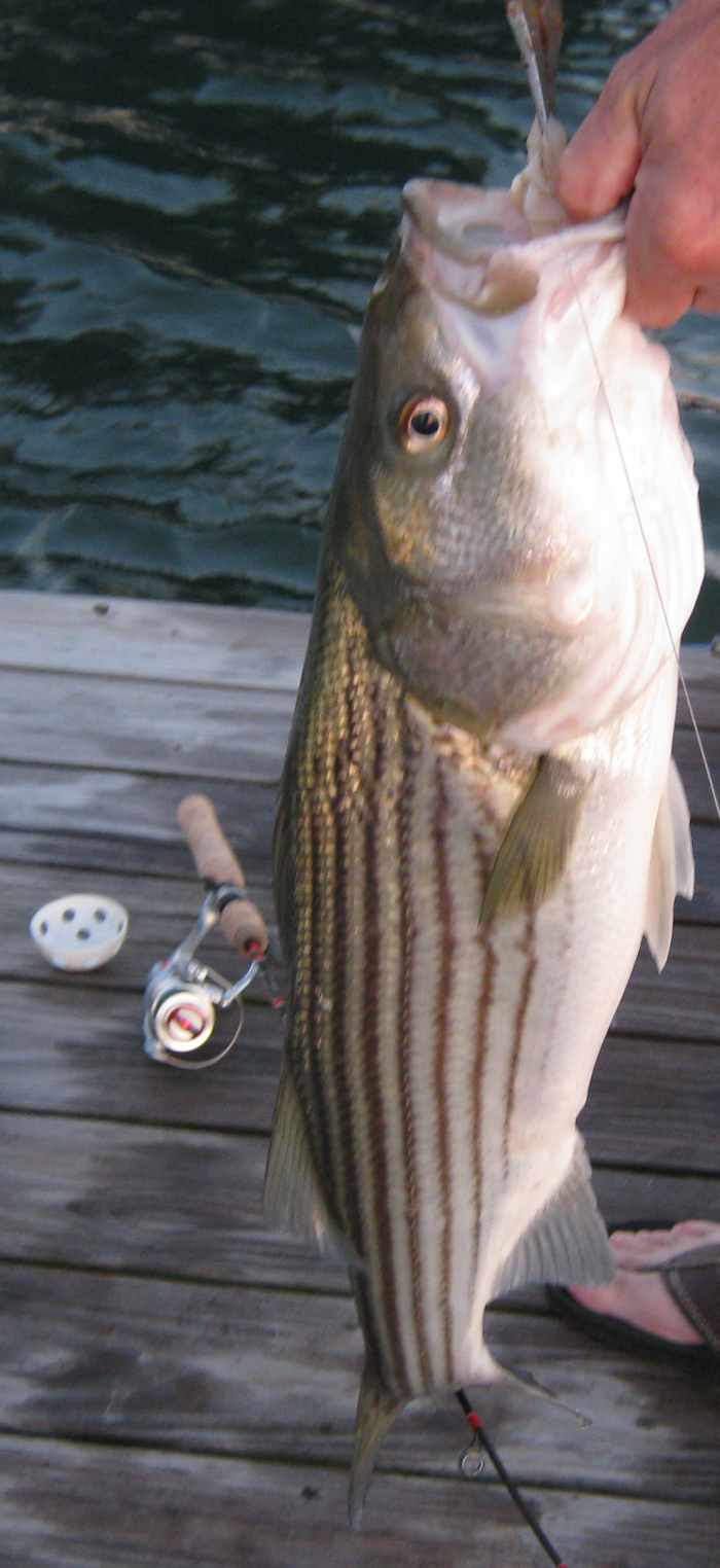 Fishing for Striped Bass How to Catch Stripers by Drifting Bait