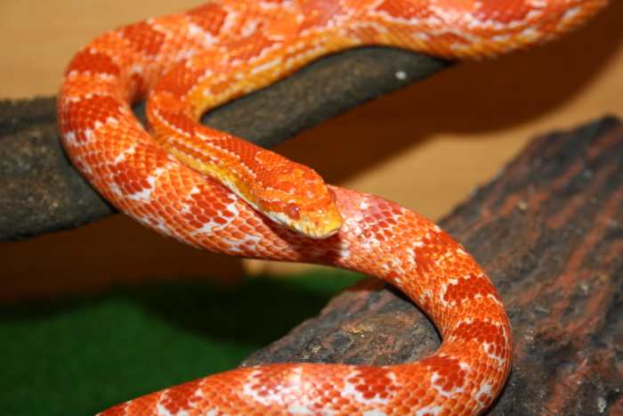 View of Buying a Pet Snake for Beginners- The Best Snake For Beginners - HubPages
