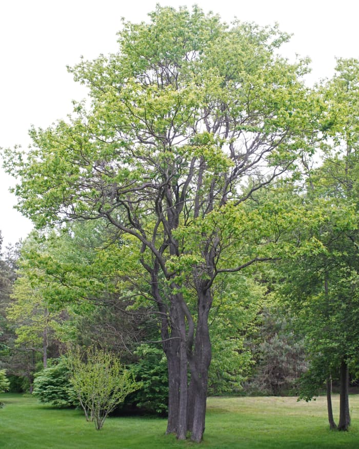 Identifying 13 Common Native Michigan Trees; Featuring Autumn Colors