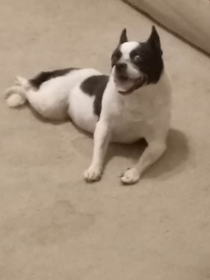 My Dog Fell and Can't Stand Up—What Can I Do? PetHelpful