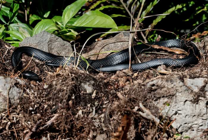 Picture of A Basic Guide to Snake Breeding - HubPages