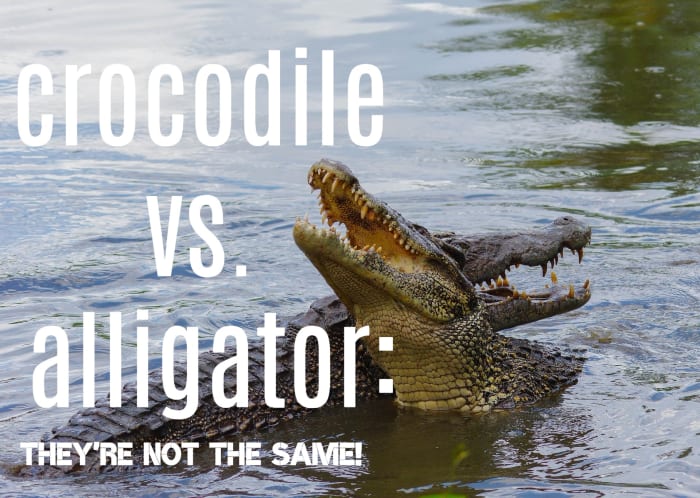 The 8 Main Differences Between Alligators And Crocodiles - Owlcation ...