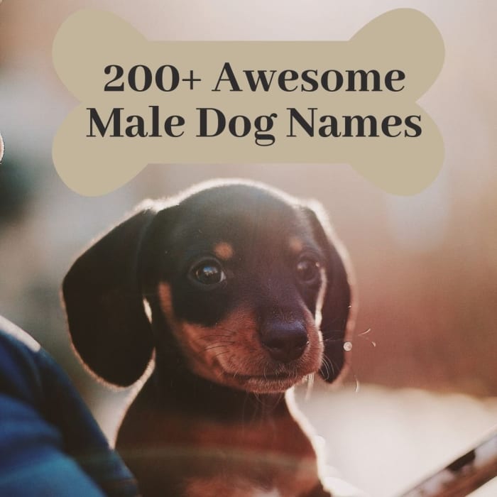 200+ Cool Male Dog Names and Meanings PetHelpful