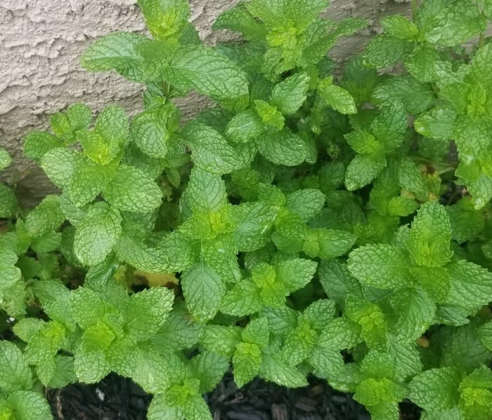 9 Ways to Use Mint Leaves From Your Garden Delishably Food and Drink