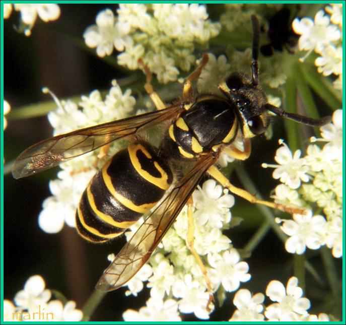 Top 5 Types of Wasps in Michigan You Need to Know Owlcation Education