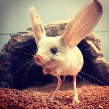 relative sizes, from the greater egyptian jerboa to pygmy