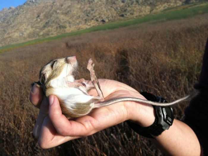 the only mammals that are bipedal